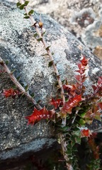 Epacris reclinata