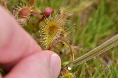 Drosera stenopetala