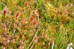 Drosera stenopetala