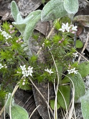 Asperula scoparia