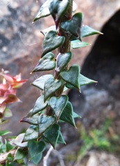 Epacris reclinata