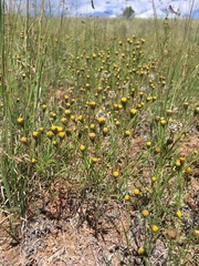 Picradeniopsis multiflora