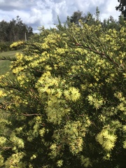 Leionema phylicifolium