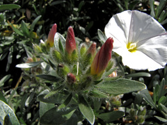 Convolvulus cneorum