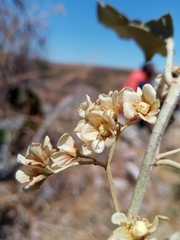 Dombeya lucida