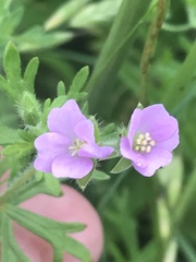 Geranium solanderi