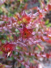 Epacris reclinata