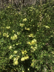 Leionema phylicifolium