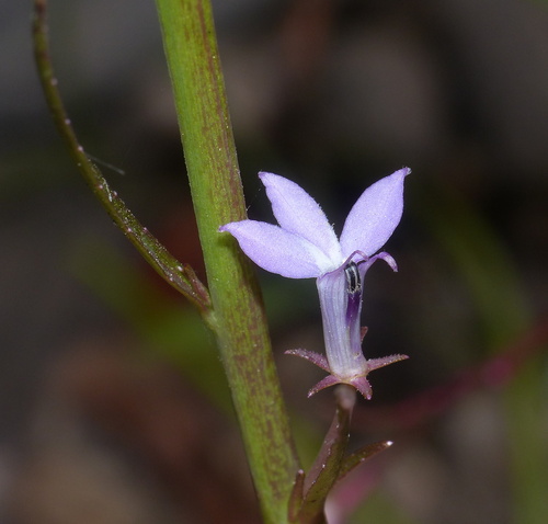 Grammatotheca bergiana (Cham.) C.Presl