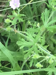 Geranium solanderi