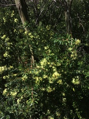 Leionema phylicifolium