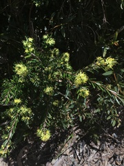 Leionema phylicifolium