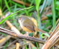 Prinia flaviventris