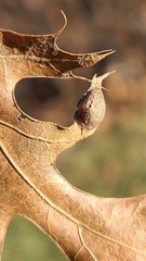 Dryocosmus quercusnotha