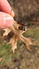 Dryocosmus quercusnotha