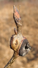 Phylloxera subelliptica