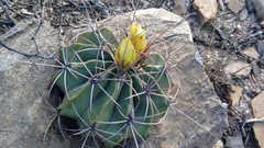 Ferocactus echidne