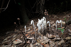 Monotropa