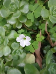 Oxalis incarnata