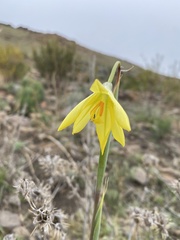 Moraea reflexa