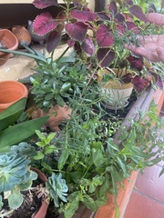 Platymiscium pinnatum