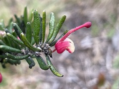 Grevillea lanigera