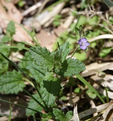 Veronica plebeia