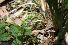 Veronica plebeia