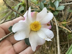 Camellia