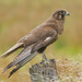 Brown Falcon - Photo (c) rosewise, some rights reserved (CC BY-NC), uploaded by rosewise
