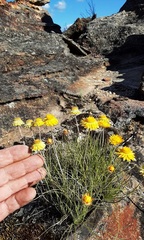 Leucochrysum graminifolium