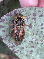 Symphyta