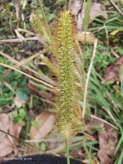 Setaria pumila
