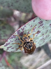 Symphyta