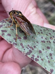 Symphyta