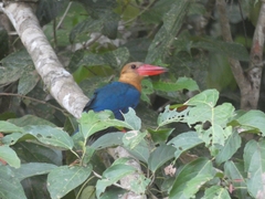 Pelargopsis capensis