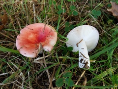 Russula subtilis