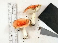 Russula subtilis