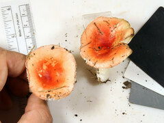 Russula subtilis