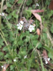 Myosotis discolor