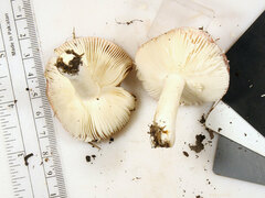 Russula subtilis