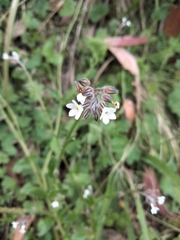 Myosotis discolor