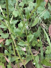 Myosotis discolor