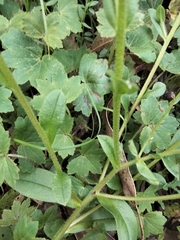 Myosotis discolor