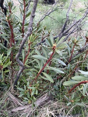Tasmannia xerophila