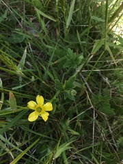 Ranunculus plebeius