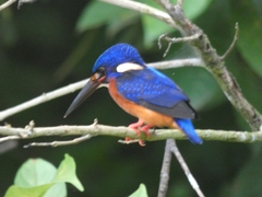 Alcedo meninting