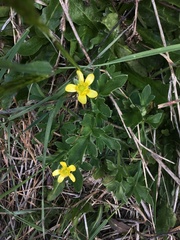 Ranunculus plebeius