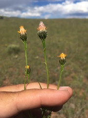Adenophyllum wrightii