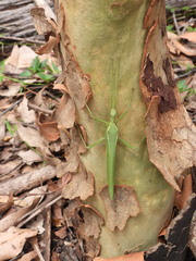 Podacanthus viridiroseus